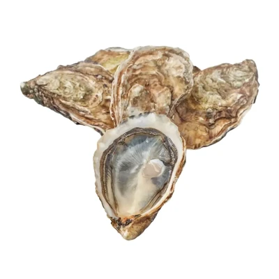 Austrė CLAIRE (NORMANDIE), Nr. 2