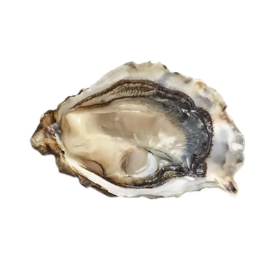 Austrė KRIJN, Nr. 0