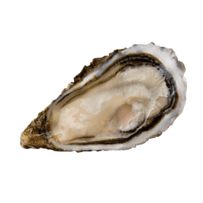 Austrė SPECIALE DANIEL SORLUT nr.2